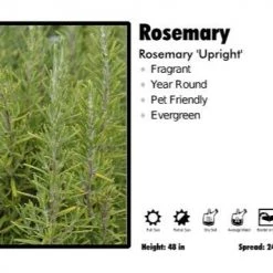 Pandy's Garden Center Rosemary 'Upright' Rosemary Perennials