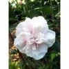 Pandy's Garden Center Rose Of Sharon 'French Cabaret' Nursery