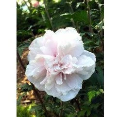 Pandy's Garden Center Rose Of Sharon 'French Cabaret' Nursery