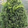 Pandy's Garden Center Nursery Yew - Captain Pyramidal
