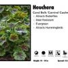 Pandy's Garden Center Heuchera 'Carnival Coolmint' Coral Bells Perennials