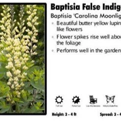 Pandy's Garden Center Baptisia ‘Carolina Moonlight’ False Indigo