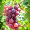 Pandy's Garden Center Grape - Catawba Red