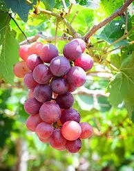 Pandy's Garden Center Grape - Catawba Red