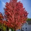 Pandy's Garden Center Maple Celebration Red/Silver