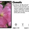Pandy's Garden Center Clematis 'Comtesse De Bouchard' Perennials