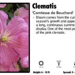 Pandy's Garden Center Clematis 'Comtesse De Bouchard' Perennials