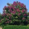 Pandy's Garden Center Lilac - Charles Joly Red Fragrant