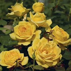 Weeks Roses Nursery Rose - Ch Ching Grandiflora Lemon Yellow