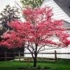 Pandy's Garden Center Dogwood - Cherokee Chief Red