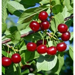 Pandy's Garden Center Cherry Carmine Jewel - FT !