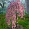 Willoway Nursery Cherry Weeping Pink Snow Shower