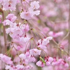 Pandy's Garden Center Cherry Weeping Double Pink