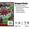 Pandy's Garden Center Sempervivum Chick Charm Bowls Perennials