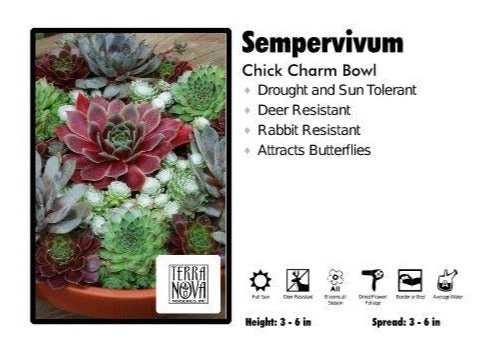Pandy's Garden Center Sempervivum Chick Charm Bowls Perennials 3 Pandy's Garden Center Sempervivum Chick Charm Bowls Perennials