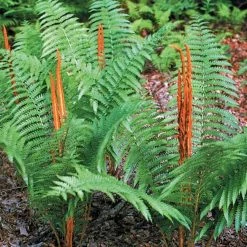 Pandy's Garden Center Osmundastrum Cinnamomeum Fern Cinnamon Perennials