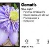 Pandy's Garden Center Clematis ‘Blue Light’ Perennials 1 Pandy's Garden Center Clematis ‘Blue Light’ Perennials