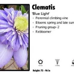 Pandy's Garden Center Clematis ‘Blue Light’ Perennials