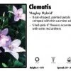 Pandy's Garden Center Perennials Clematis 'Hagley Hybrid'