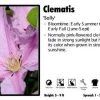 Pandy's Garden Center Perennials Clematis 'Sally'