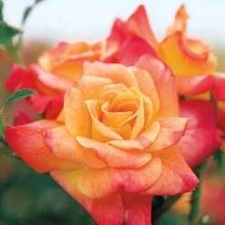 Weeks Roses Rose - Joseph’s Coat Climber Red Pink Yellow Nursery