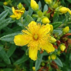 Pandy's Garden Center Hypericum 'Cobalt N Gold' St. Johns Wort