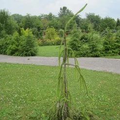Pandy's Garden Center Spruce - Cobra Weeping Norway