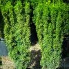 Pandy's Garden Center Taxus Hicksi Columnar