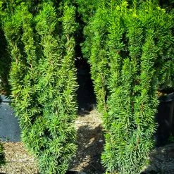 Pandy's Garden Center Taxus Hicksi Columnar
