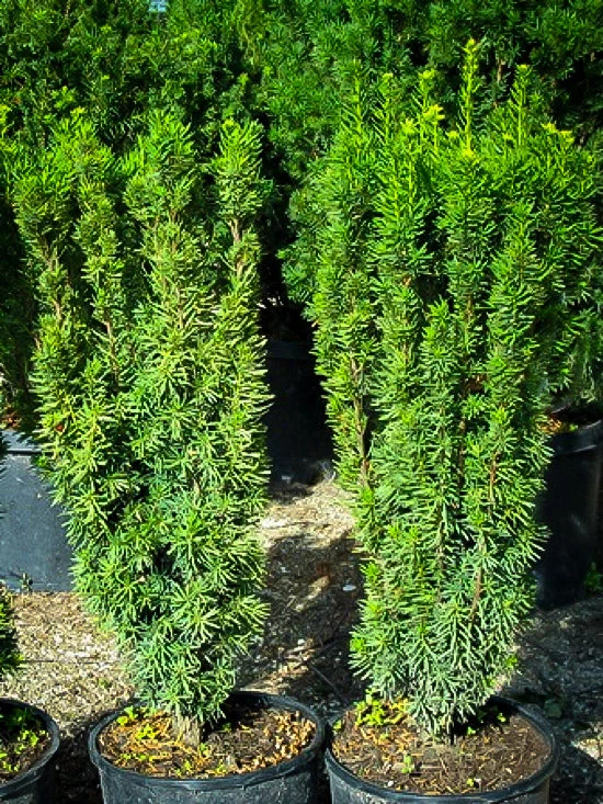 Pandy's Garden Center Taxus Hicksi Columnar 3 Pandy's Garden Center Taxus Hicksi Columnar