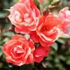 Pandy's Garden Center Knockout Roses Rose - Knockout Coral