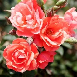 Pandy's Garden Center Knockout Roses Rose - Knockout Coral