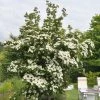 Pandy's Garden Center Dogwood - Starlight Korean Nursery