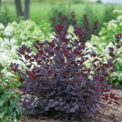 Red Rock Nursery Smoke Bush Winecraft Black