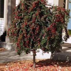 Pandy's Garden Center Cranberry Cotoneaster On STD