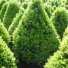 Pandy's Garden Center Boxwood Cranberry Creek - A4 ! Nursery