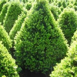 Pandy's Garden Center Boxwood Cranberry Creek - A4 ! Nursery