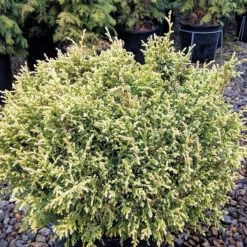 Pandy's Garden Center Cypress Cream Ball False Nursery