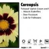 Pandy's Garden Center Coreopsis 'Uptick Cream And Red' Tickseed Perennials
