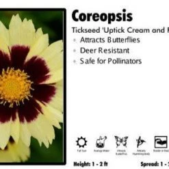 Pandy's Garden Center Coreopsis 'Uptick Cream And Red' Tickseed Perennials