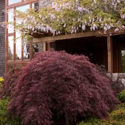Pandy's Garden Center Nursery Japanese Maple - Weeping Crimson Queen