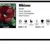 Pandy's Garden Center Hibiscus 'Cristi' Perennials