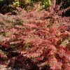 Pandy's Garden Center Sumac-Cutleaf Staghorn #7 Nursery