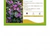 Pandy's Garden Center Perennials Cyclamen Coum Persian Violet