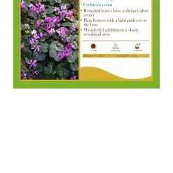 Pandy's Garden Center Perennials Cyclamen Coum Persian Violet