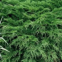 Pandy's Garden Center Cypress - Siberian Nursery