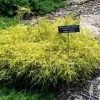 Pandy's Garden Center Nursery Cypress - Dwarf Gold Thread