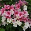 Pandy's Garden Center Nursery Weigelia Czechmark Trilogy