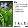 Pandy's Garden Center Iris 'Dwarf Crested Eco Blue Bird' Iris Perennials
