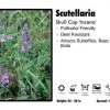 Pandy's Garden Center Scutellaria 'Incana' Skull Cap Perennials